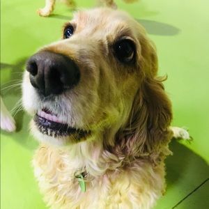 Meet your Posher, Lucy